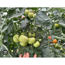 TOMATE ALASIA RZ F1 TOMATE ALASIA RZ F1